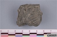 藏品(小型三葉蟲化石)的圖片